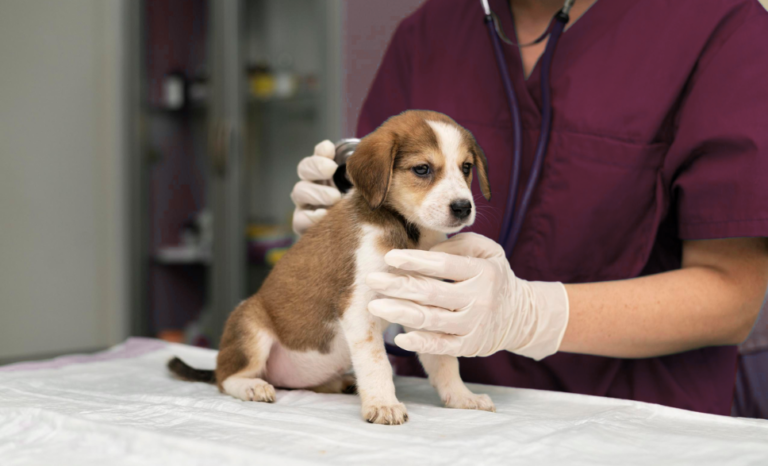 MEDICINA VETERINARIA BOGOTA