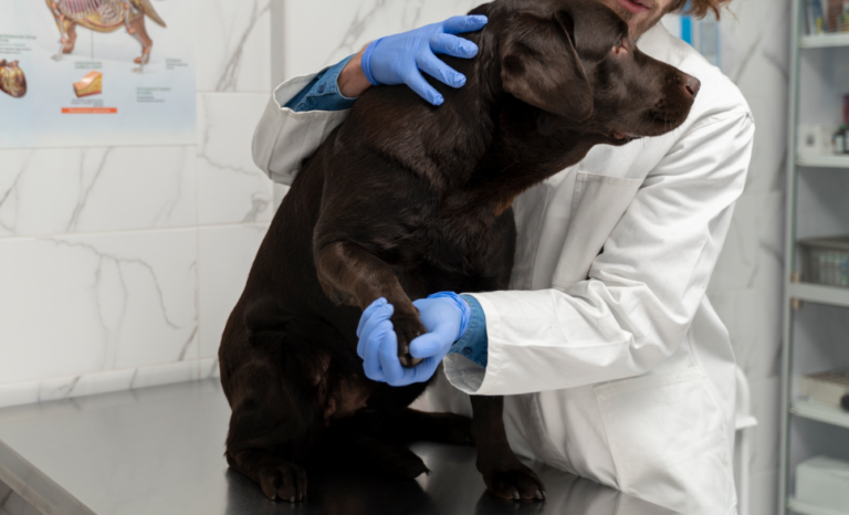 medicina veterinaria PUERTO COL