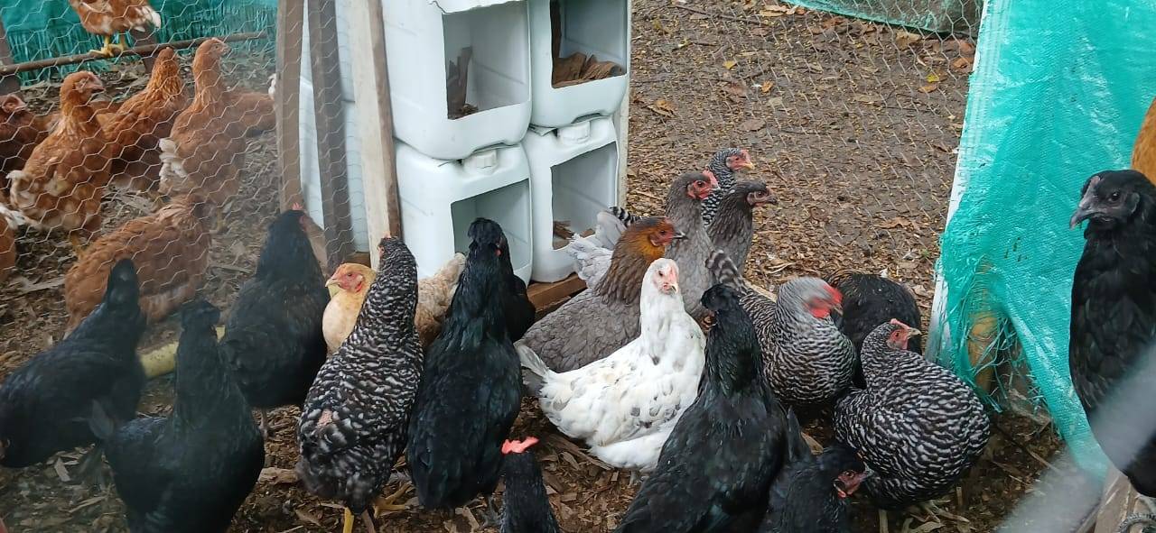 WhatsApp Image 2025-11-24 at 9.18.41 AM