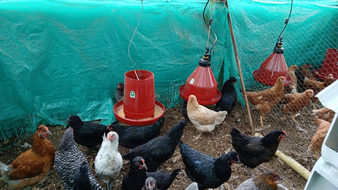 WhatsApp Image 2025-11-24 at 9.18.59 AM