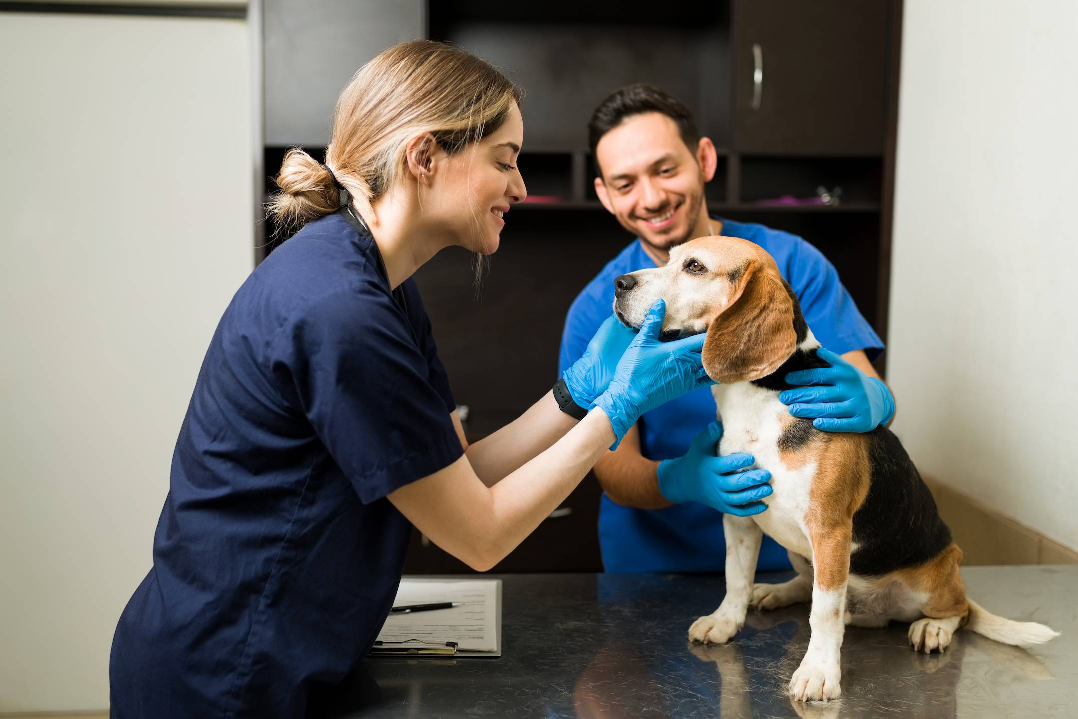 Happy female vet smiling and petting a beautiful beagle dog at the exam table. Professional veterinarian man holding a pet while examining a healthy pet at the clinic